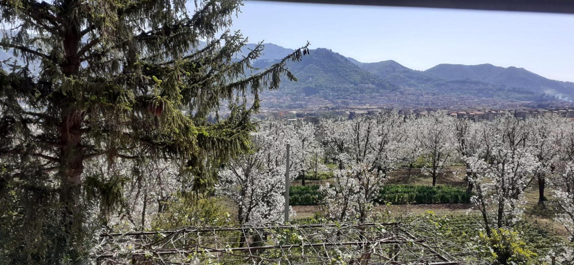 Villa Lanovella Cava deʼ Tirreni Esterno foto
